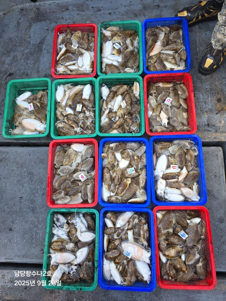9월23일 수나2호  갑오징어.주꾸미 조황사진입니다.
