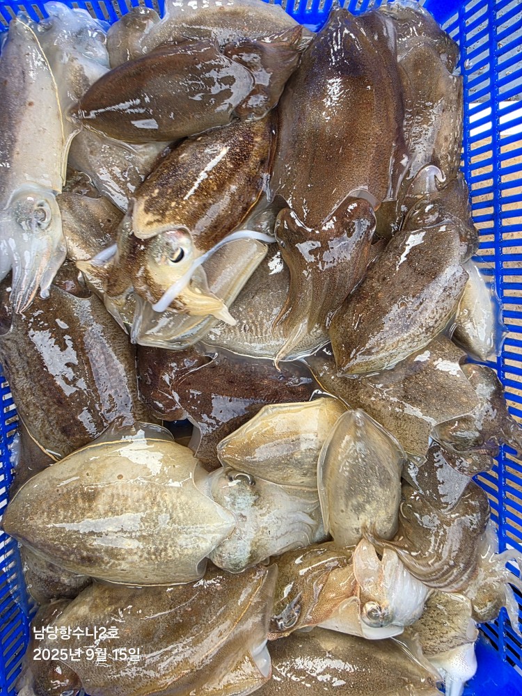 9월15일 수나2호  갑.쭈 조황사진입니다.