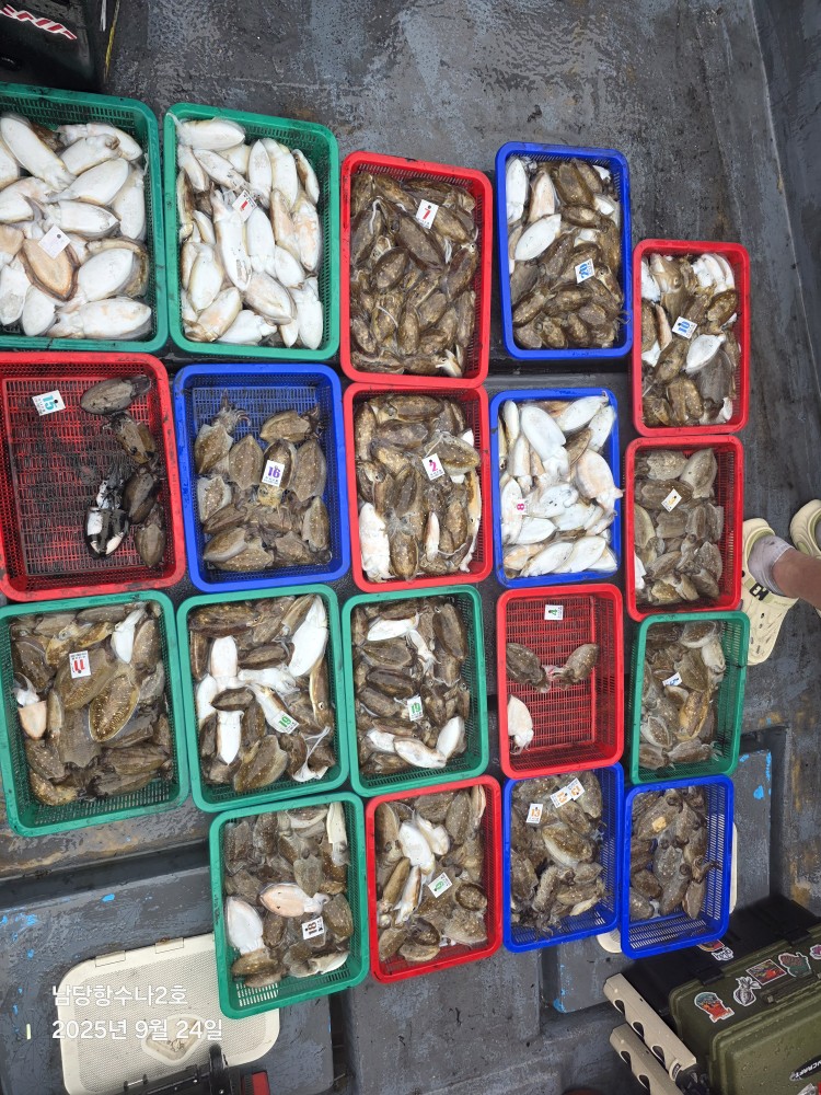 9월24일 수나2호  갑오징어 조황사진입니다.