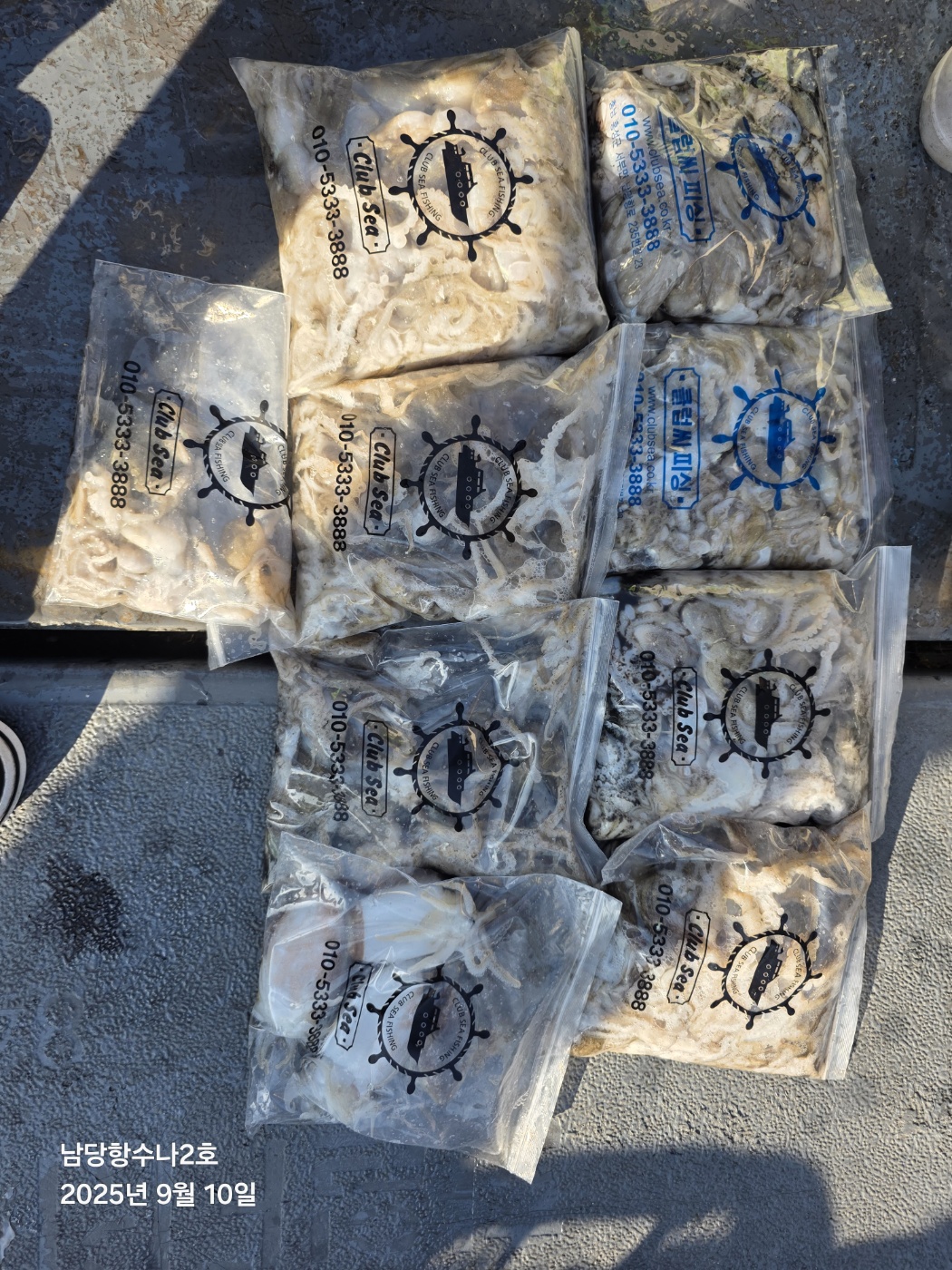 9월10일 수나2호  주꾸미 조황사진입니다.