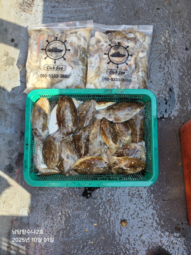 10월 1일 수나2호 갑.쭈 조황사진입니다.