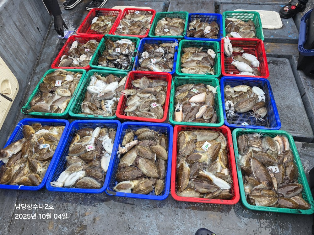 10월 4일 수나2호 갑.쭈 조황사진입니다.